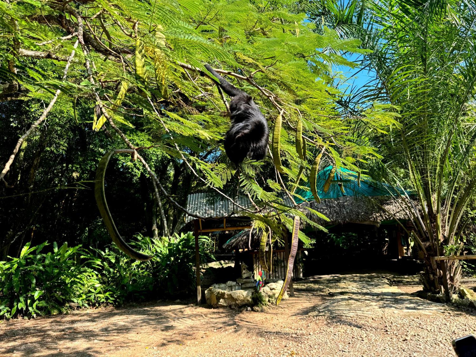Cabanas Bambutan Palenque Zimmer foto